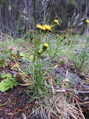 Senecio tricuspidatus
