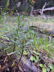Senecio tricuspidatus