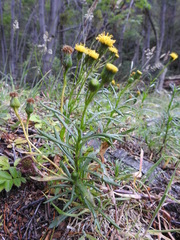 Senecio tricuspidatus