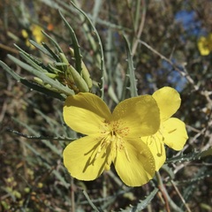 Eulobus crassifolius