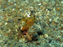 Thecacera