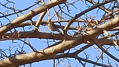 Phylloscopus collybita