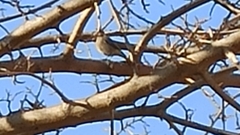 Phylloscopus collybita