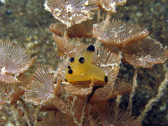 Thecacera