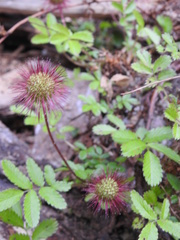 Acaena ovalifolia