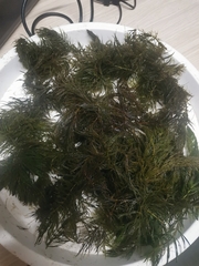 Ceratophyllum