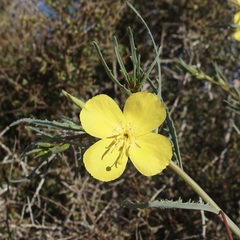 Eulobus crassifolius
