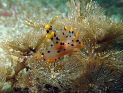 Thecacera