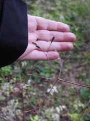 Osmorhiza depauperata