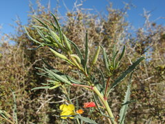 Eulobus crassifolius