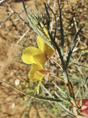 Eulobus crassifolius