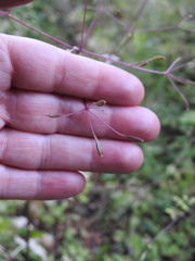 Osmorhiza depauperata