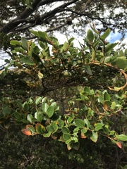 Nothofagus betuloides