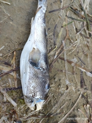 Sphoeroides annulatus