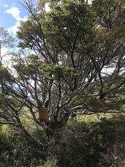 Nothofagus betuloides