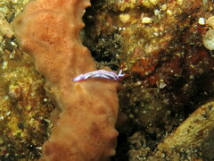 Thuridilla albopustulosa
