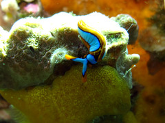 Thuridilla lineolata