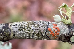 Ramboldia russula
