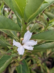 Scaevola chamissoniana