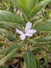 Scaevola chamissoniana