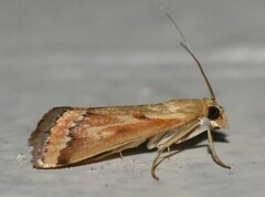 Achyra coelatalis