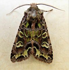 Ichneutica chlorodonta