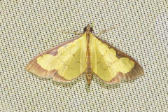 Goniorhynchus hampsoni