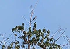 Lophoceros fasciatus