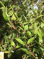 Maytenus magellanica