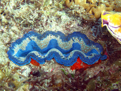 Tridacna crocea