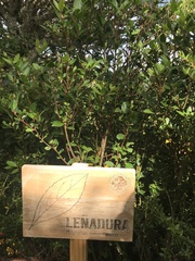 Maytenus magellanica