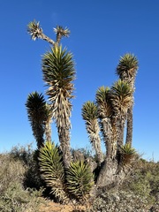 Yucca valida