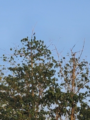 Lophoceros fasciatus