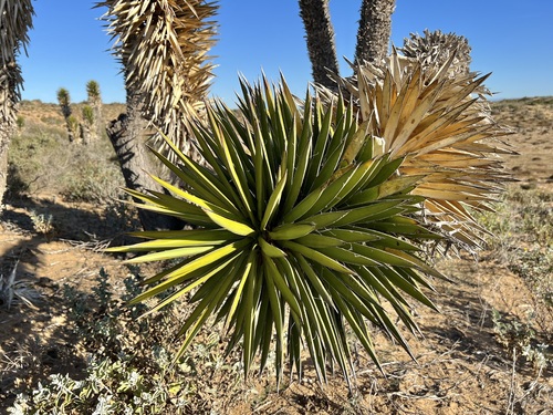 Image of Yucca valida by (c) Sue Carnahan, some rights reserved (CC BY)