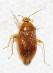 Agnocoris