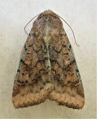 Helicoverpa armigera conferta