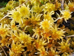 Sphagnum pulchrum