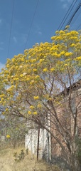 Barkleyanthus salicifolius