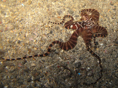 Wunderpus photogenicus