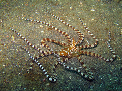 Wunderpus photogenicus