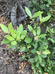 Maytenus magellanica