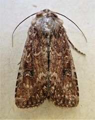 Ichneutica morosa