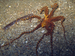 Wunderpus photogenicus