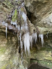 Eucladium verticillatum