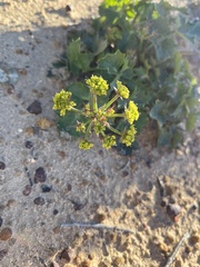 Lomatium