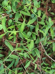 Oplismenus compositus