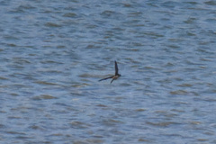 Hirundinidae