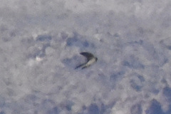 Hirundinidae