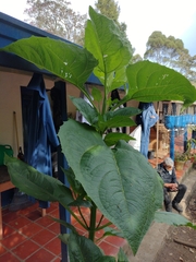 Smallanthus pyramidalis