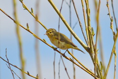 Phylloscopus trochilus